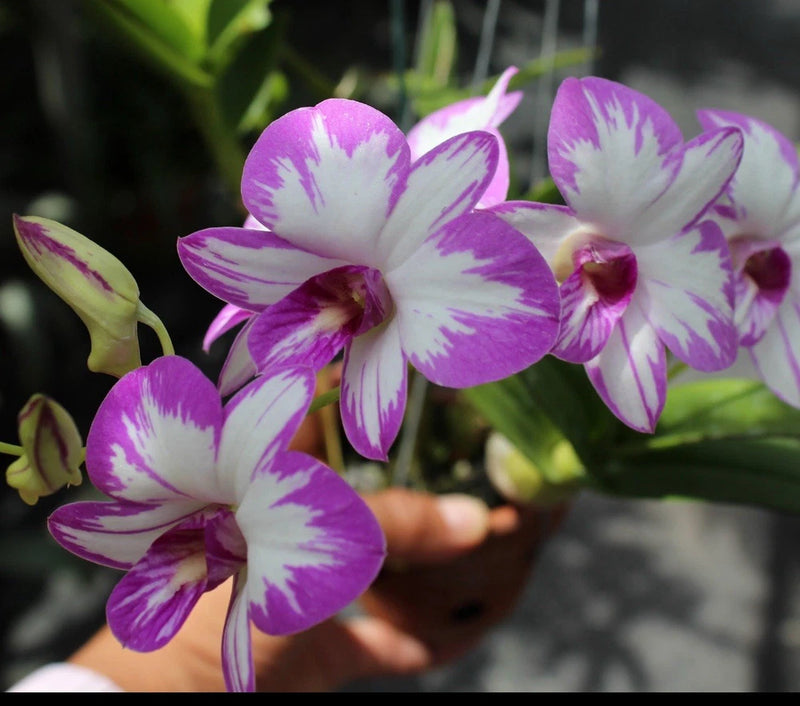 Purple and white dendrobium orchid flowers with speckled petals
