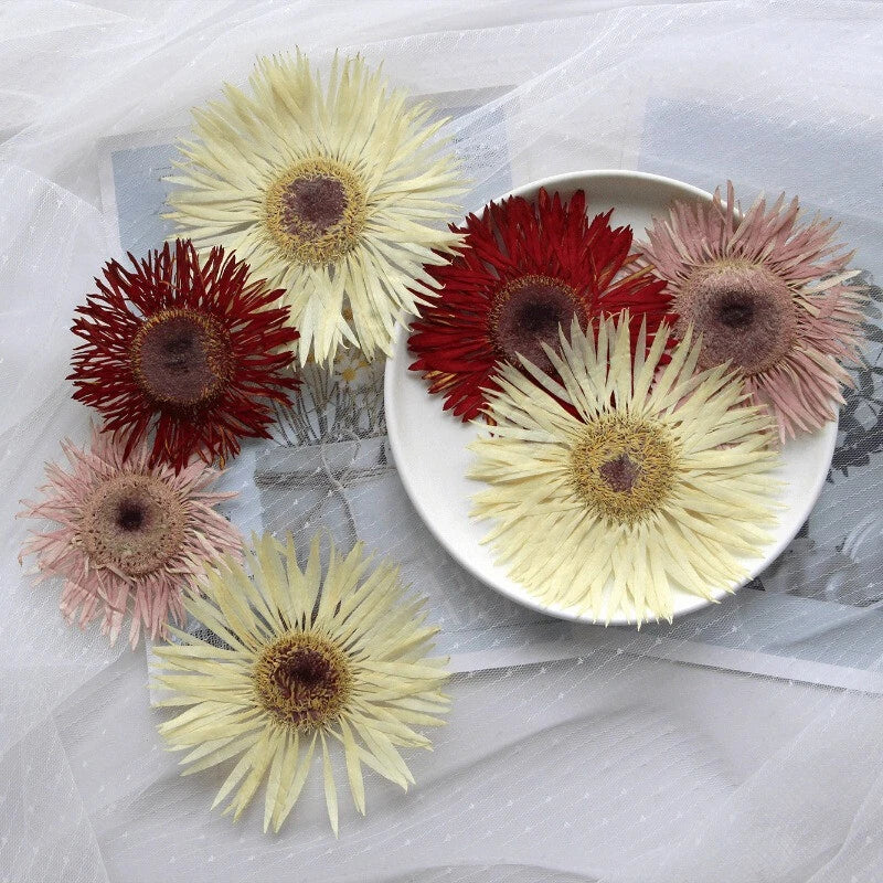 Assorted dried gerbera flower specimens, yellow, red, and pale pink blooms