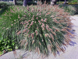 25 Dwarf Purple CHINESE FOUNTAIN GRASS Pennisetum Alopecuroides Hardy Ornamental Pampas Grass