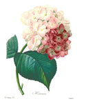 PINK HYDRANGEA  8" x 10" Giclee Fine Art Print Hydrangea