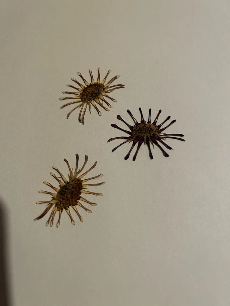 Pressed Dried Flowers All Natural Not Dyed Or Coloured Daisy Pinwheel Dried Flower