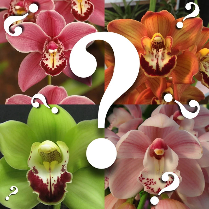 Multi-color orchid blooms: pink, orange, green, and white flowers on stems