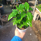 Coffee Arabica 4Inches Pot Plant Coffeae Arabica Arabian cafe live Plant Green Plant