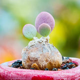 1.5-2CM Succulent Cactus Plant Othonna Intermedia Home Garden Beautiful Plant Garden Plants