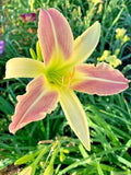 5 MISS JESSE DAYLILY SEEDS - Hemerocallis 'Miss Jessie' Garden Plants