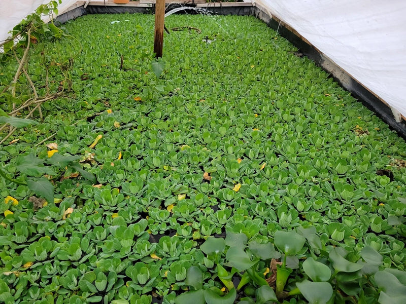 "10 to 15" XL WATER LETTUCE, POND PLANTS Green Plant