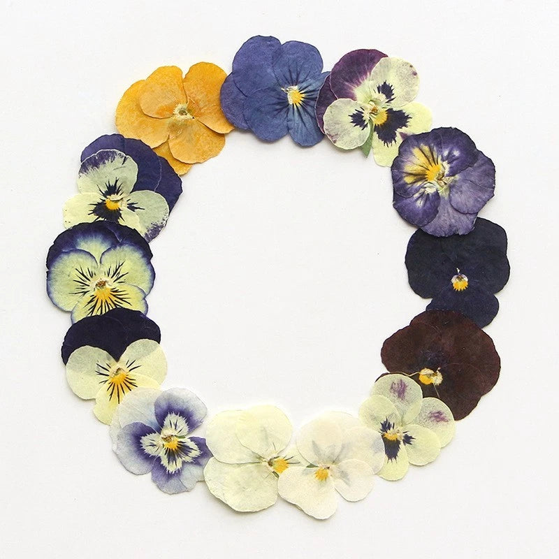Pressed dried pansy and viola flowers wreath, purple yellow cream pressed blooms