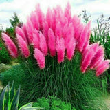 Pampas Grass- Hot Pink- 100 Seeds - Fresh Pampas Grass