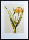 Knysna Lily, yellow orange flower Redoute botanical print 1986 offset lithograph Lily