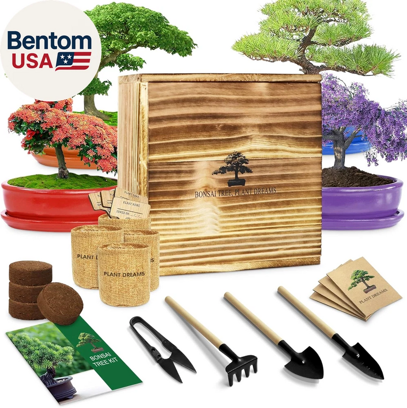 Bonsai Tree Starter Kit for Beginners - Indoor Live Plant Gardening Adult Craft Garden Plants