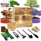 Bonsai Tree Starter Kit for Beginners - Indoor Live Plant Gardening Adult Craft Garden Plants