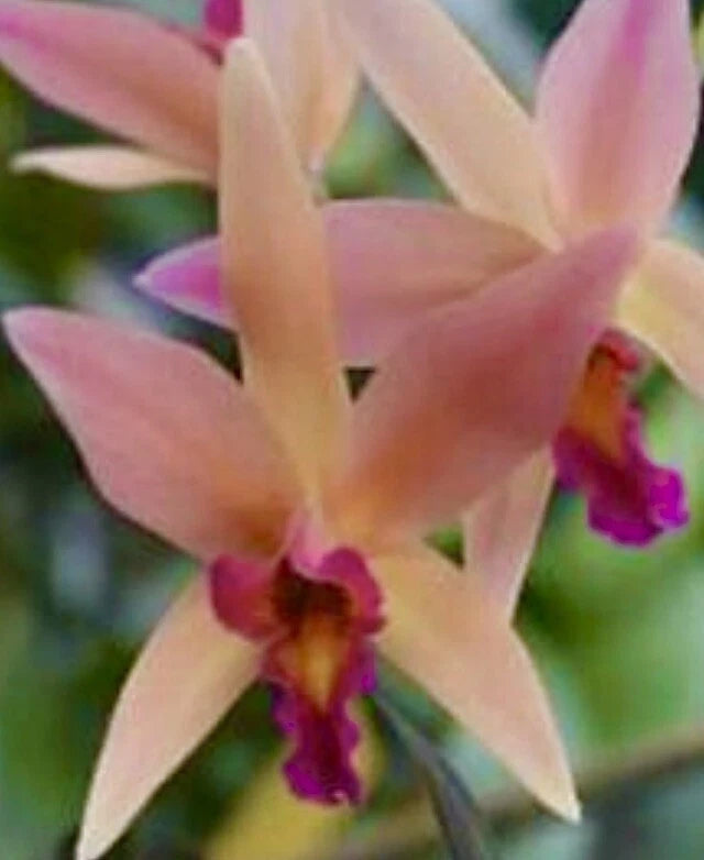Peach orchid bloom with long petals and purple center, close-up