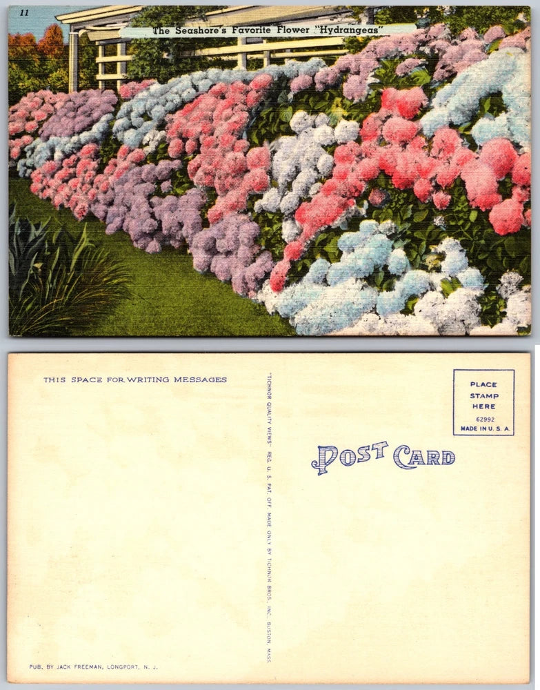 Hydrangeas Flower Garden Seashore Fence Pink Blue Postcard Hydrangea