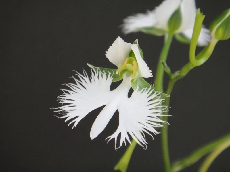 (BIN)set of Habenaria radiata/2 bulbs/first listing(japaneseorchids)SAGISOU ____ Orchids