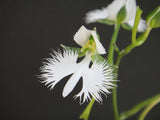 (BIN)set of Habenaria radiata/2 bulbs/first listing(japaneseorchids)SAGISOU ____ Orchids