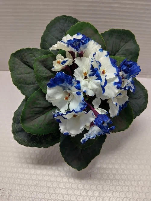 8" ARTIFICIAL Semi-Miniature African Violet  -deep blue -  no pot. Flowering Plants