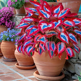 Hosta Seeds 100 Rare White Red Hosta Plant Seeds Perennial Blue Variation Hosta Flowering Plants