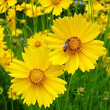 Lance Leaf Coreopsis Seeds | Non-GMO | Free Shipping | Seed Store | 1272 Flowering Plants