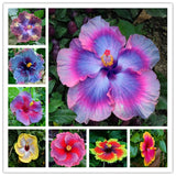 25pc HIBISCUS SEEDS Garden Plant Flower rare exotic USA seller FREE shipping Garden Plants