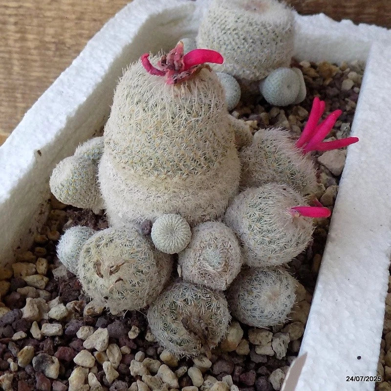 D5503 EPITHELANTHA DENSISPINA potX-H9-W9 cm MaMa Cactus Green Plant