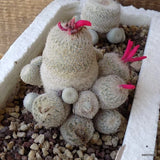 D5503 EPITHELANTHA DENSISPINA potX-H9-W9 cm MaMa Cactus Green Plant