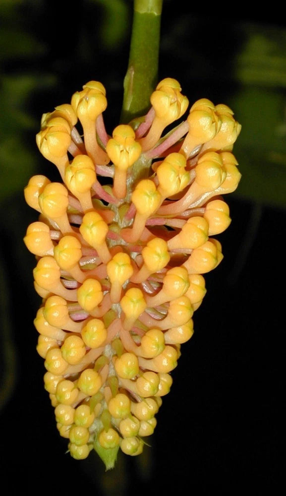 Yellow form orchid flower spike with clustered curved petals and buds