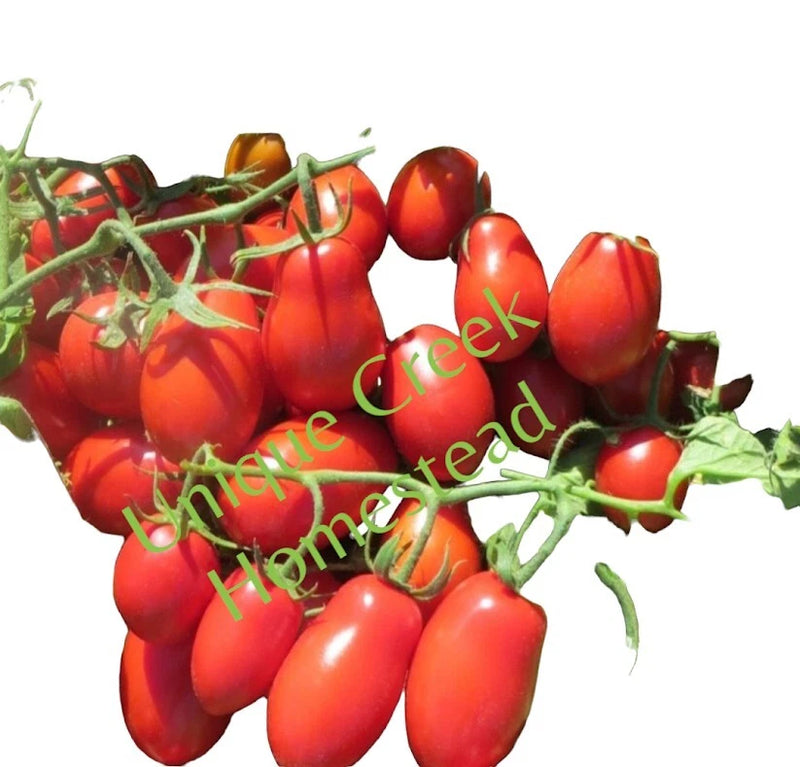 ROMA Tomato 25-Seeds Organically Grown Unique Creek Homestead Gardens Garden Plants
