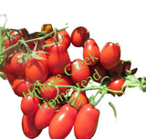 ROMA Tomato 25-Seeds Organically Grown Unique Creek Homestead Gardens Garden Plants