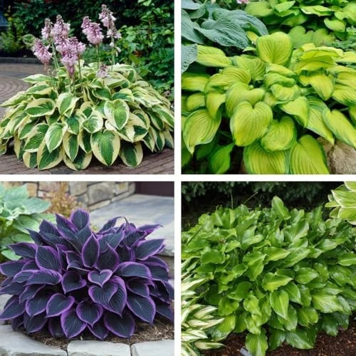 50pcs Mixed Hosta Seeds for Planting Outdoors Rare Perennial Flower Shade Hosta Garden Plants