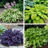 50pcs Mixed Hosta Seeds for Planting Outdoors Rare Perennial Flower Shade Hosta Garden Plants