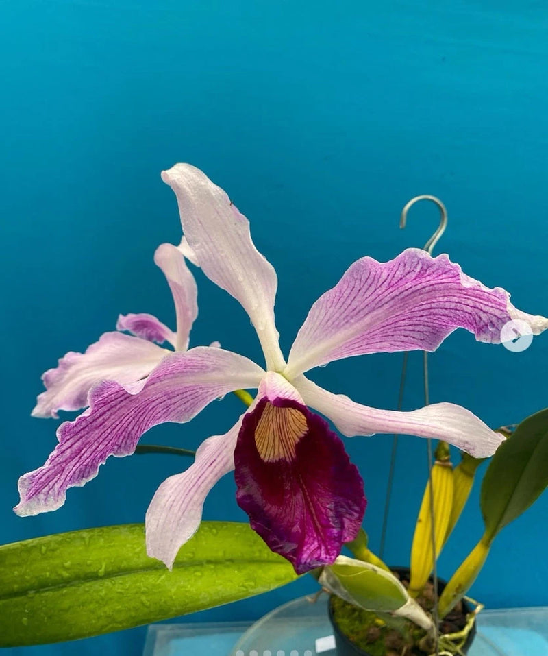 Purple and white orchid flower in small pot, with green leaves and slender stems