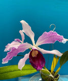 Cattleya purpurata v Flamea Rubra Species Orchid Eros Breeding SHEATH 6Ó Pot Orchids
