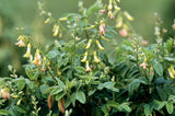 Astragalus Membranaceus Var. Mongholicus 50+ Seeds, Medicinal Milk Vetch Herb Flowering Plants