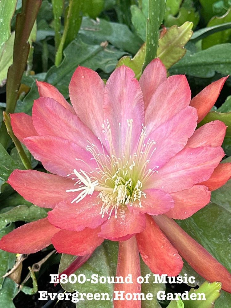 Pink epiphyllum orchid cactus flower on green cactus pads