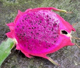Dragon fruit purple pitaya exotic plant seed 10 seeds P Orchids
