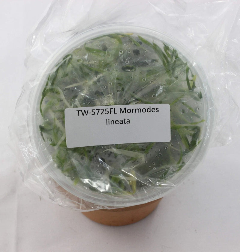 Orchid tissue culture flask with green Mormodes lineata plantlets in clear wrap