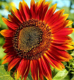 RED SUN SUNFLOWER SEEDS 50+ annual FLOWER garden 60" HEIGHT helianthus annuus Sunflower