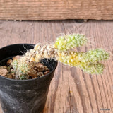 D5645 ANACAMPSEROS BAESECKEI pot5.5-H10-W3 cm MaMa Cactus Green Plant
