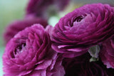 Ranunculus Bulbs for Planting - Buttercup Flower -Plant in Gardens, Containers & Ranunculus