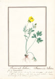 Crowfoot Ranunculus bulbosus flower botany botany watercolor drawing 1830 Ranunculus