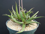 RARE ALOE BAKERI, exotic color succulent garden desert flowering seed 50 SEEDS Garden Plants