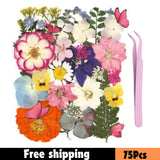 75Pcs Natural Pressed Dried Flowers & Butterfly Kit Ð Real Dried Flowers for Res Dried Flower