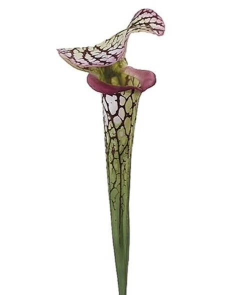 26" Pitcher Plant Stem. Natural Touch Green Plant