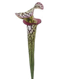 26" Pitcher Plant Stem. Natural Touch Green Plant