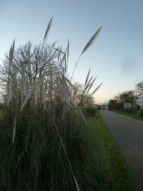 Photo 6x4 Pampas grass, Walnut Tree, West Wittering Rookwood Little circu c2017 Pampas Grass