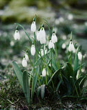 Snowdrop Bulbs  Live Plants, Beautiful White Flowers 25 Bulbs Flowering Plants