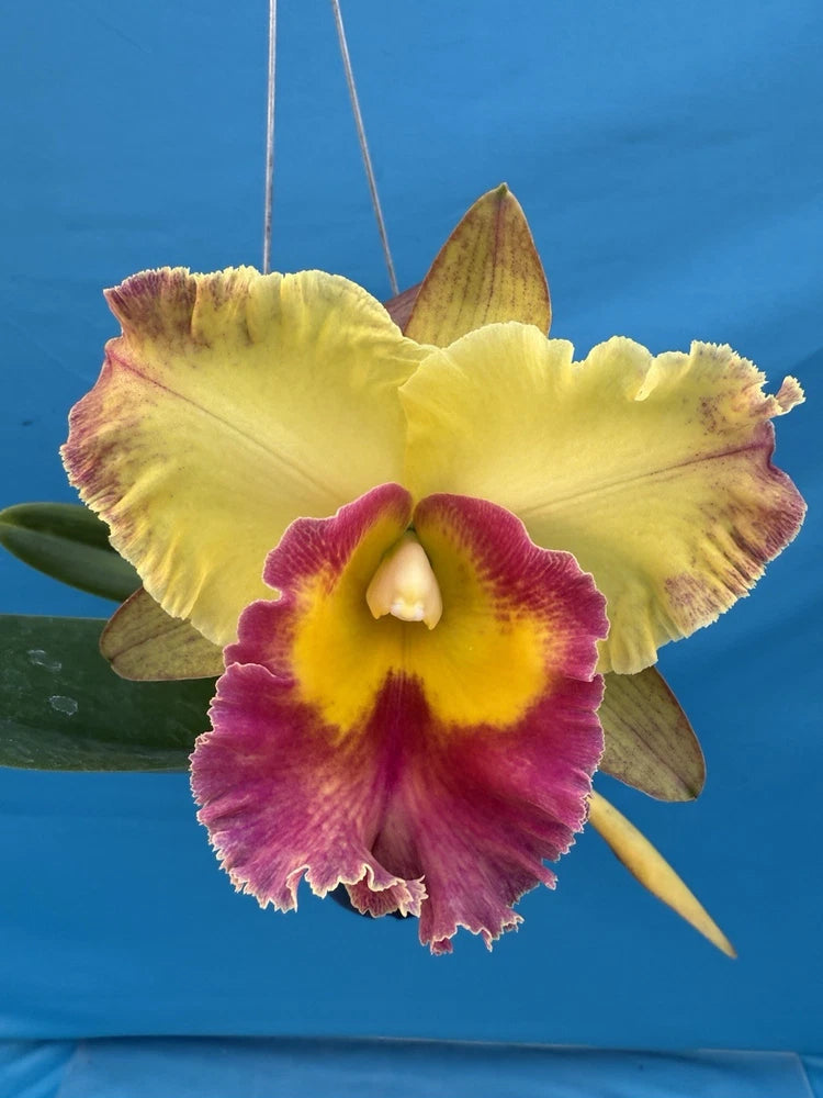 Yellow and purple orchid bloom with ruffled petals and small white center, green leaf.