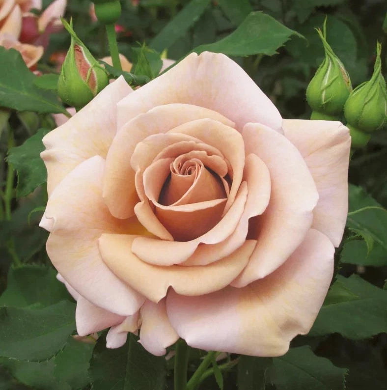 Koko Loko Floribunda Rose Seeds - Pack 30 Seeds - Rose Flower Gardening Garden Plants