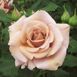 Koko Loko Floribunda Rose Seeds - Pack 30 Seeds - Rose Flower Gardening Garden Plants