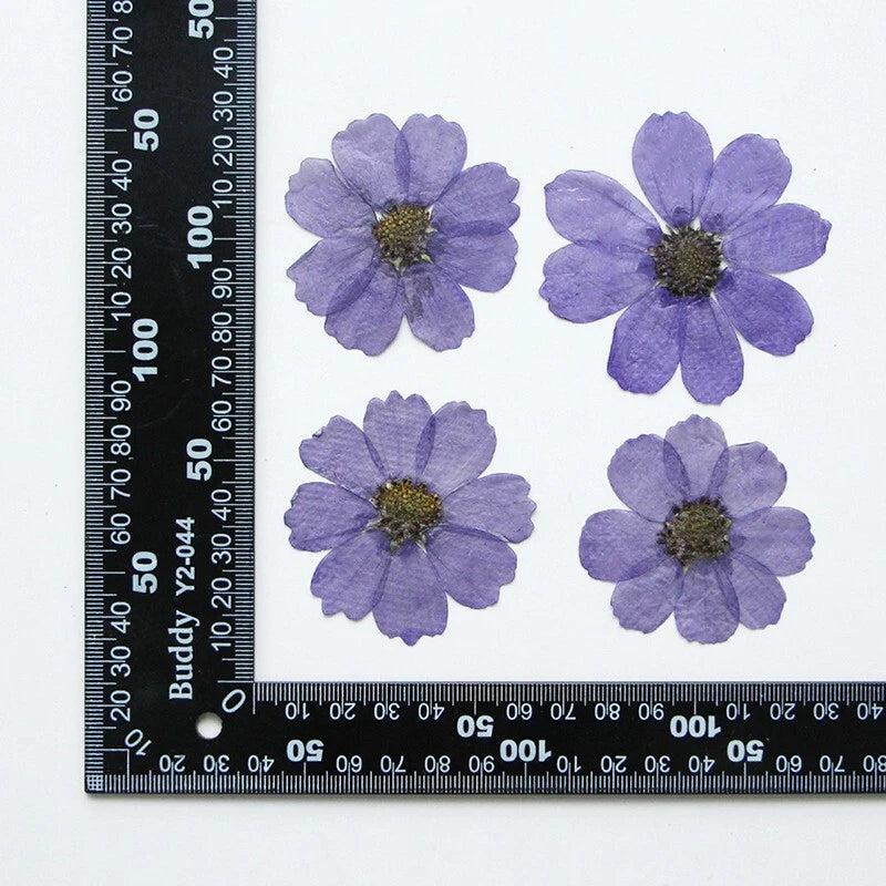 Pressed dried cosmos flowers, violet purple, flat petals with dark centers (4 shown)